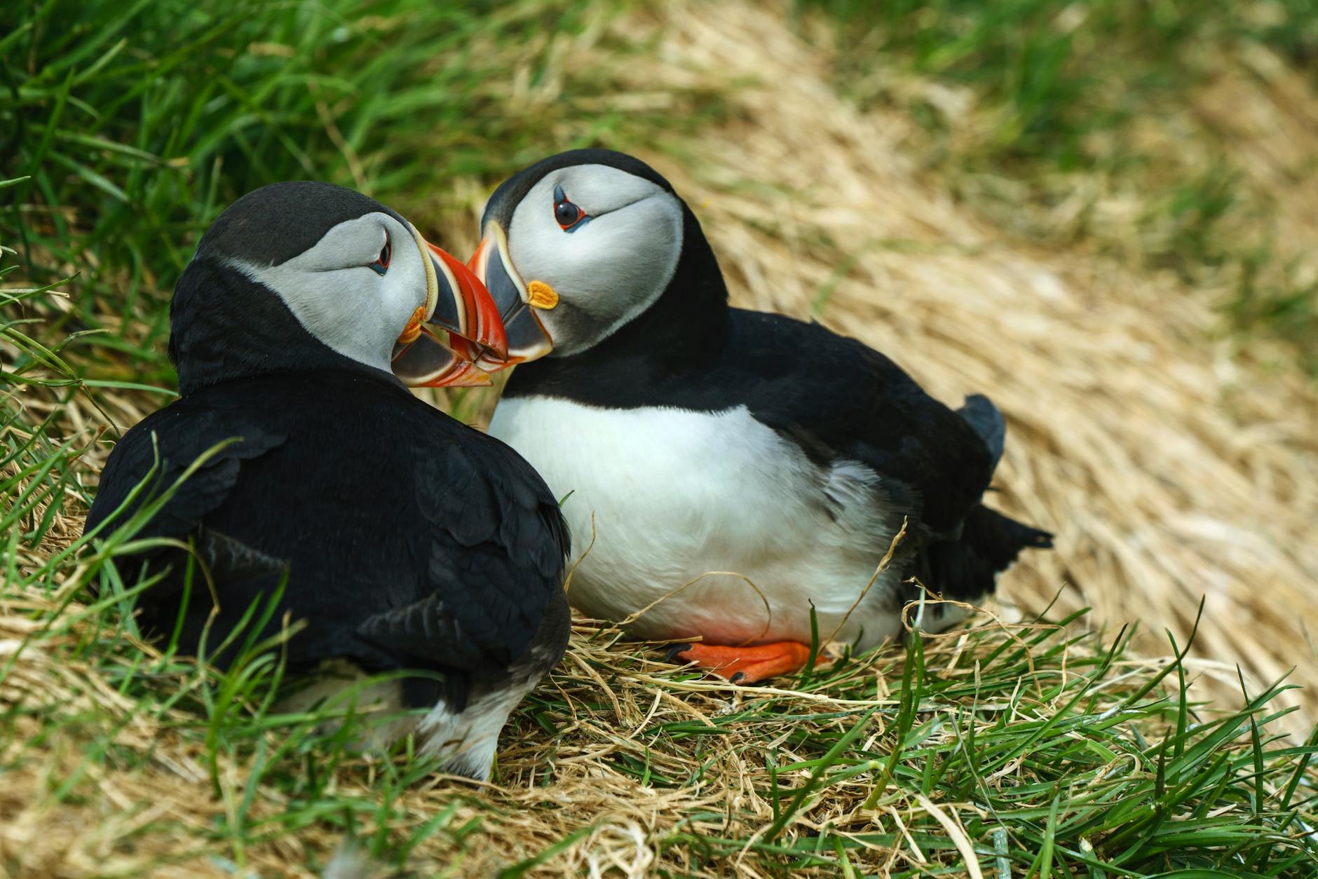 Two adorable Puffin birds sitting in the grass.