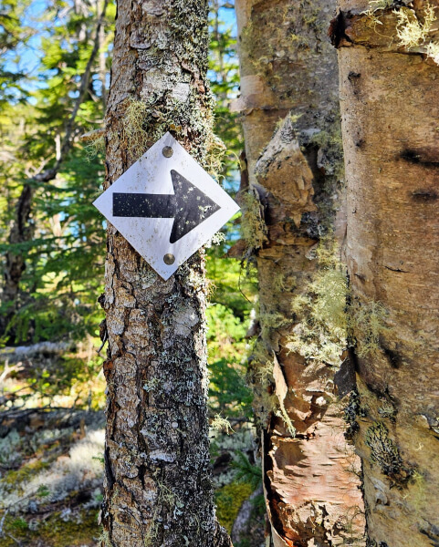 An arrow sign nailed to a tree.