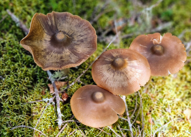 Four beautiful mushrooms growing in Maine.